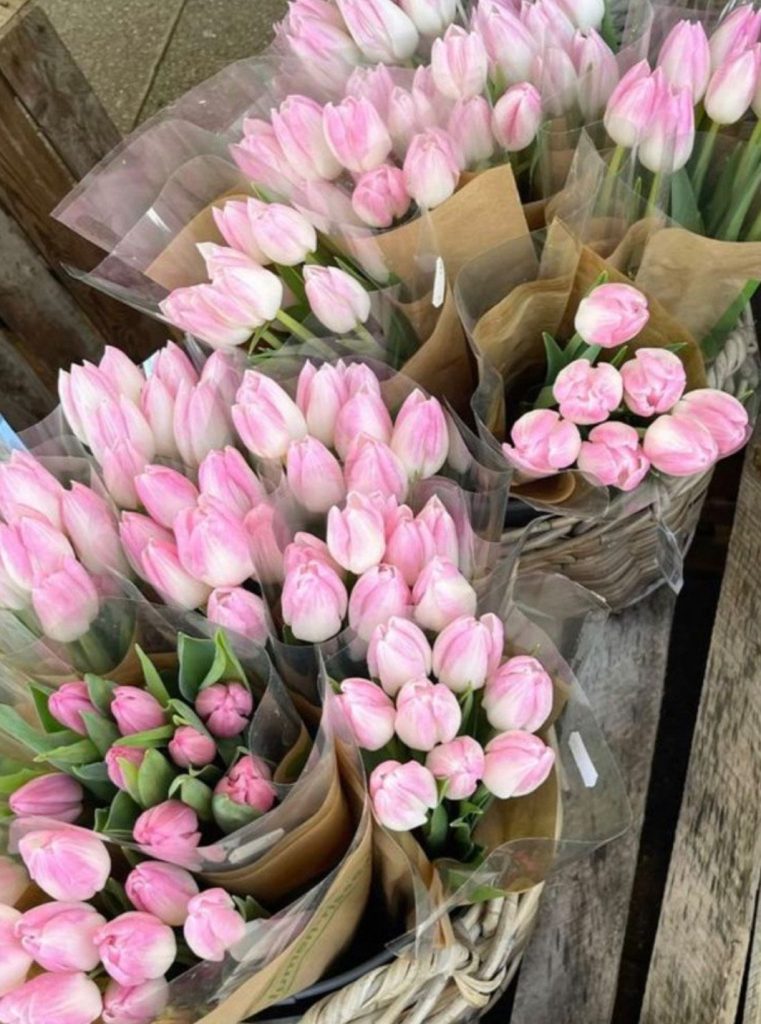 tulipes roses