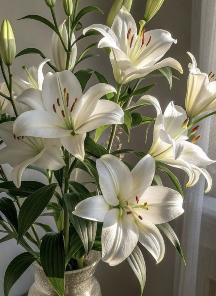 fleur de lys blanche